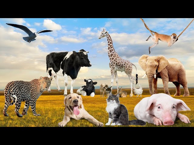 Animals in nature: elephant, monkey, tiger, dog, cow - Animal sounds