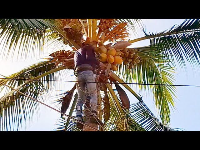 Cưa hai cây Dừa nghiêng gần dây điện / Sawing two leaning Coconut trees near electric wires | T595