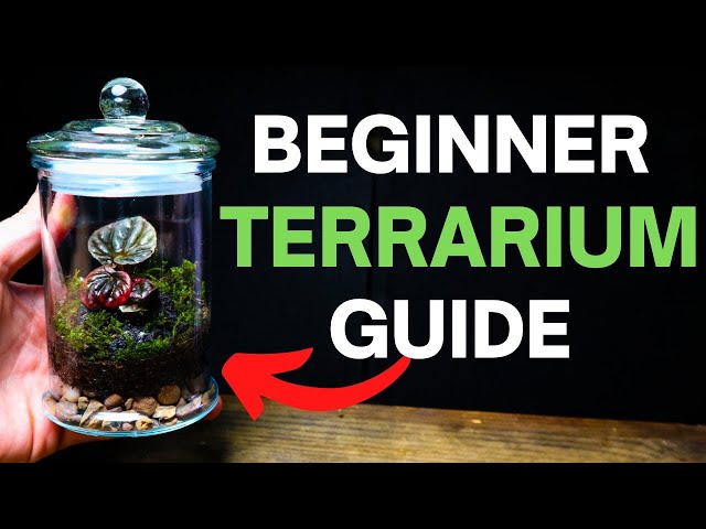 How To Make a Terrarium - A SIMPLE Beginner Guide