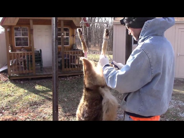 How to Skin a Coyote