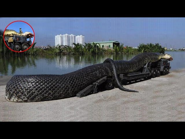 7 Biggest Snakes Ever Found