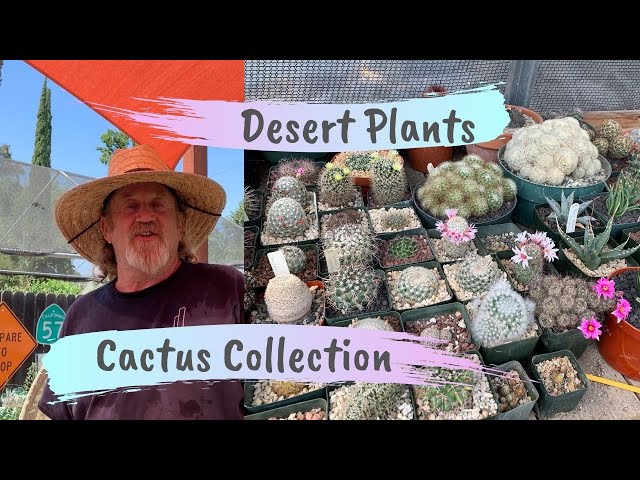 Rob Roy's Cactus and Desert Plants Collection (part 1)