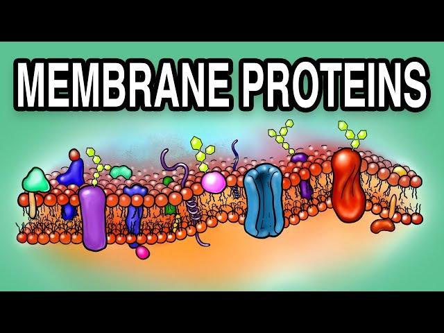 MEMBRANE PROTEINS - Types and Functions