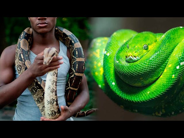 10 SNAKES You Can Have As A PET 🐍