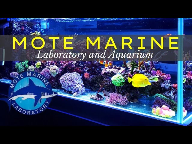 Mote Marine Laboratory and Aquarium | Sarasota Florida | Informative Guide 🦈 🐠