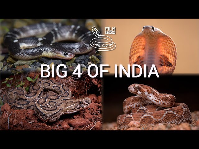 Deadliest snakes of India? Spectacled cobra, Russell's viper, Common krait, Saw-scaled viper