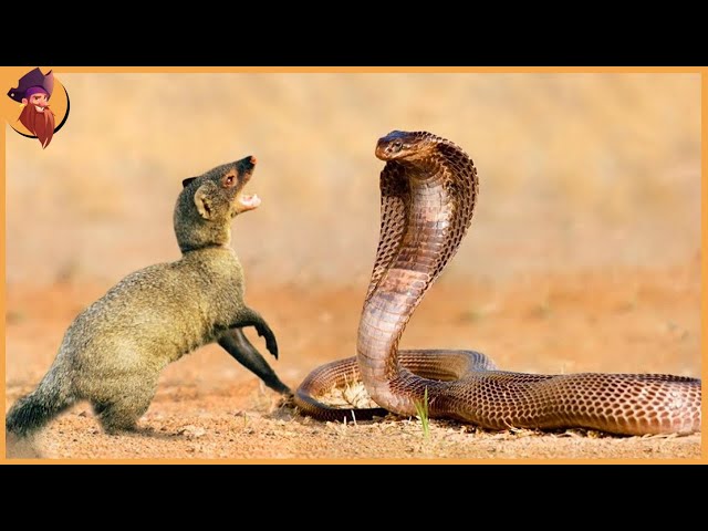 15 Times Snakes Messed With the Wrong Opponent