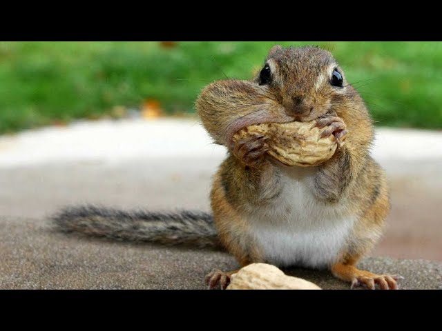 Funny Squirrel - Best And Funniest Squirrels Compilation