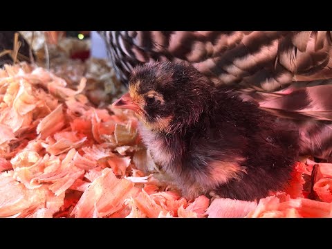 The Salted Pepper Farm Videos