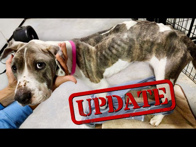 Major Pupdate for Valerie the Emaciated Pit Bull