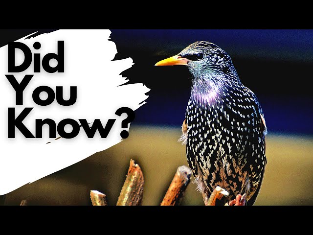 Things you need to know about STARLINGS!