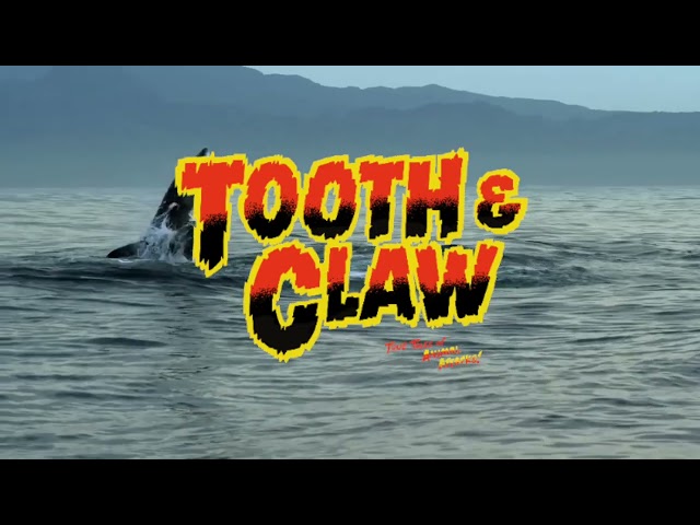 Tooth & Claw  True Stories Of Animal Attacks | Welcome To QCODE