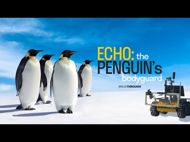 ECHO: The Penguin's Bodyguard | Breakthrough | Curiosity Stream