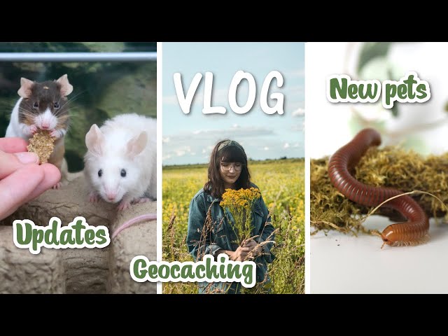 New millipedes, geocaching and pet updates | VLOG