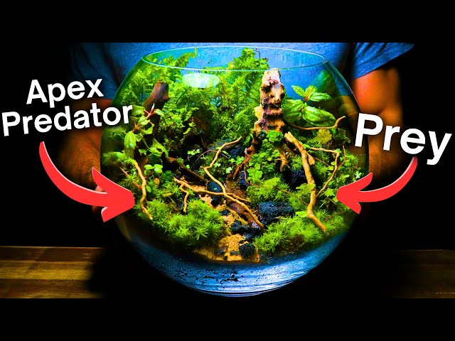 I Made an Ecosystem For Predators & Prey, Here’s How!