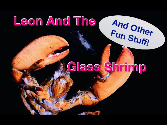 Leon And The Glass Shrimp