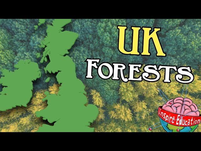 What are British forests like?