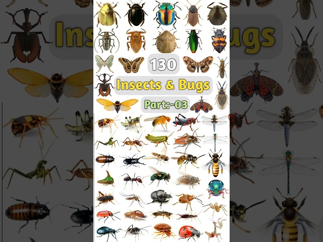 130 Insects & Bugs Name:- 03 #insectsname #insects #insectname #insect #insectsnames #insectspecies
