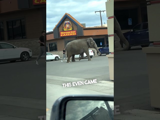 When you randomly see an elephant on a USA road 😂