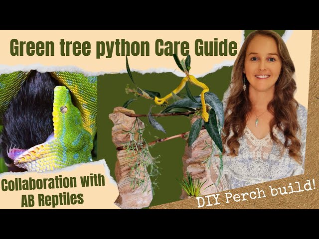 Green tree python Care Guide
