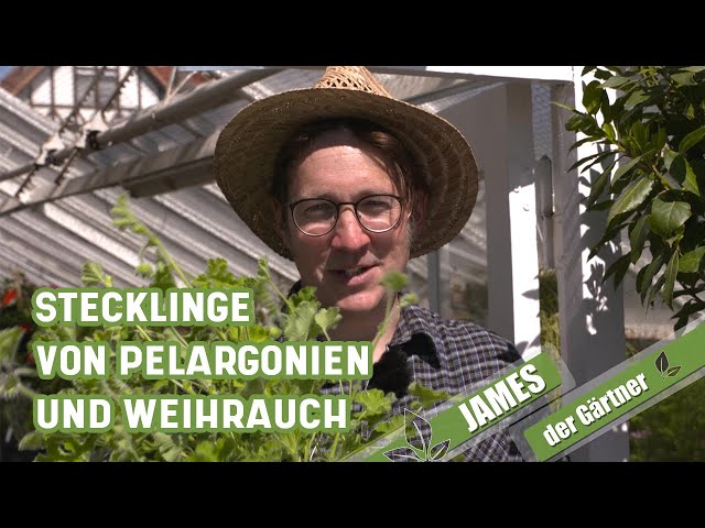 Balkonpflanzen vermehren – ganz einfach aus Stecklingen Geranien selber ziehen | James der Gärtner