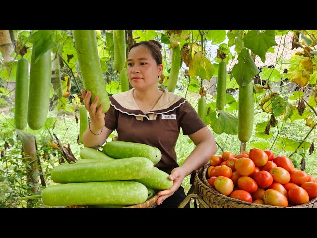 Harvest Gourds & Tomatoes Goes to market sell - Daily life, Animal, Farm, Live with nature