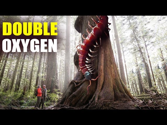What If Oxygen Levels Doubled In The Earth's Atmosphere?