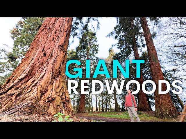 America’s Giant Redwoods are Thriving in Britain - here’s why
