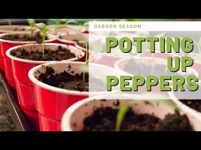 Seed Starting: Pepper Seedlings Are Ready For New Pots