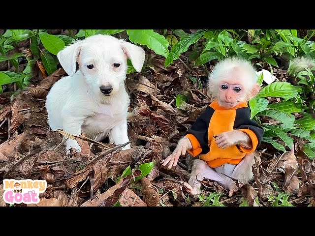 Cute and funny moment of baby monkey with white dog