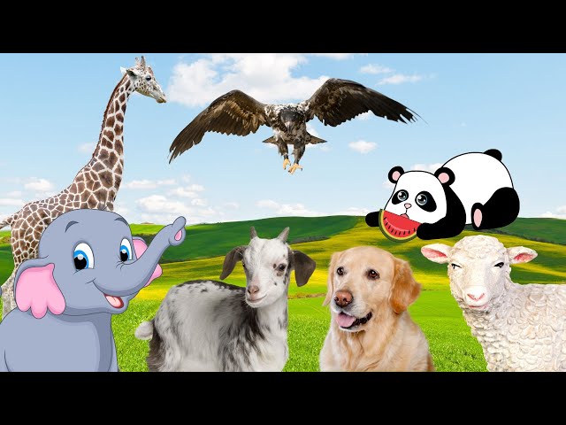 Zoo animals: elephant, deer, goat, panda, tiger, lion, sheep - Animal moments