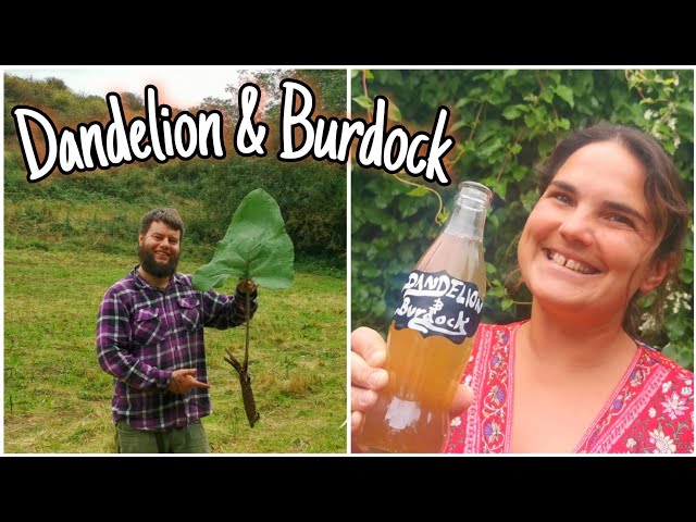 How To Harvest & Make Dandelion & Burdock - A Traditional Medieval Drink