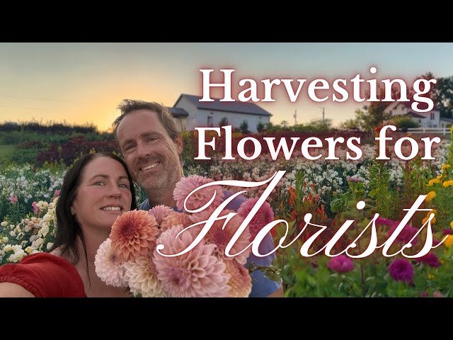 Flower Farming Unveiled: Harvesting for Local Florists | PepperHarrowFarm.com