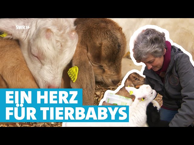 Tierbabys mit der Flasche großgezogen: Pfalzhof rettet und vermittelt Tiere