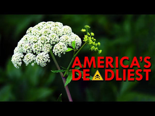 The Deadliest Plant In North America