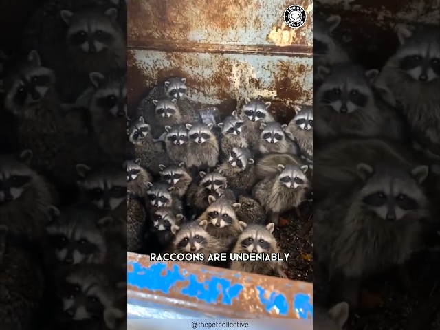 Raccoon 🦝 Do They Make Good Pets?
