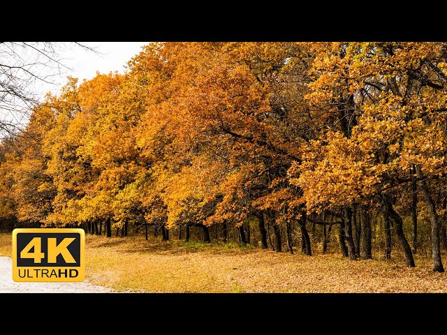 4 HRS Incredible Fall Foliage - Best 4K Autumn Nature Scenes from Around the World + Calming Music