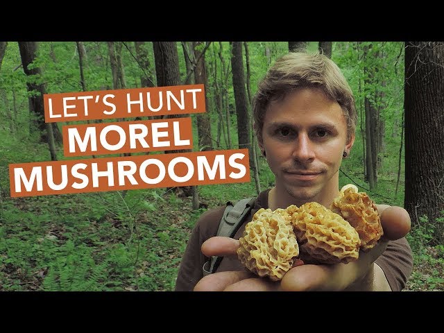 Let's Hunt Morel Mushrooms!