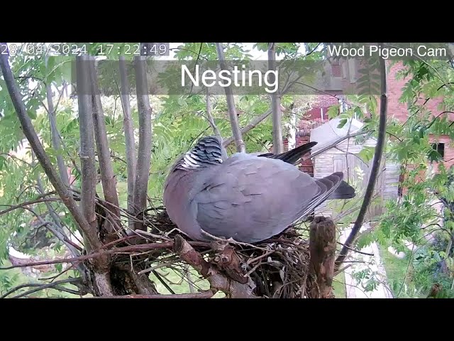 Wood pigeon nest - 1