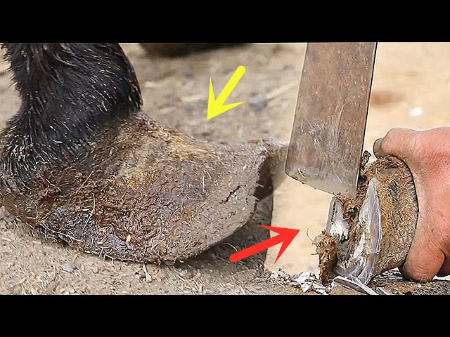 Rescue a donkey neglected by its owner for 2 years (donkey hoof affects health)