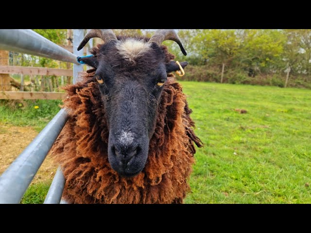Lovley Sweet Pet Sheep Oliva🐑