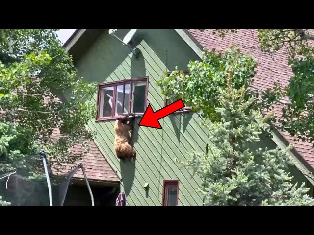 Woman Discovers Bear Climbing Into Neighbour’s House, Not Knowing It Was Her Fault