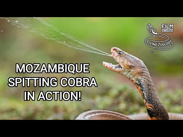 Mozambique spitting cobra (Naja mossambica) in action! Deadly venomous snake from Africa