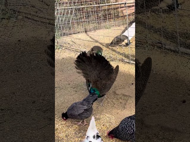 Juvenile Peacock Feather Fan and Train Rattling #farmliving #peafowl