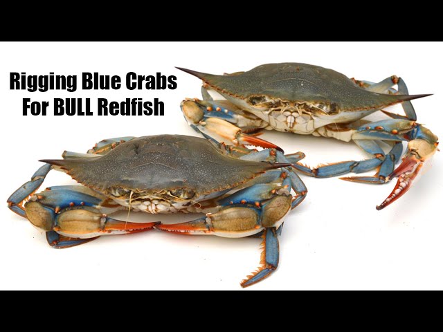 How To Rig Blue Crab for BULL Redfish (7 Must-Know Tips)