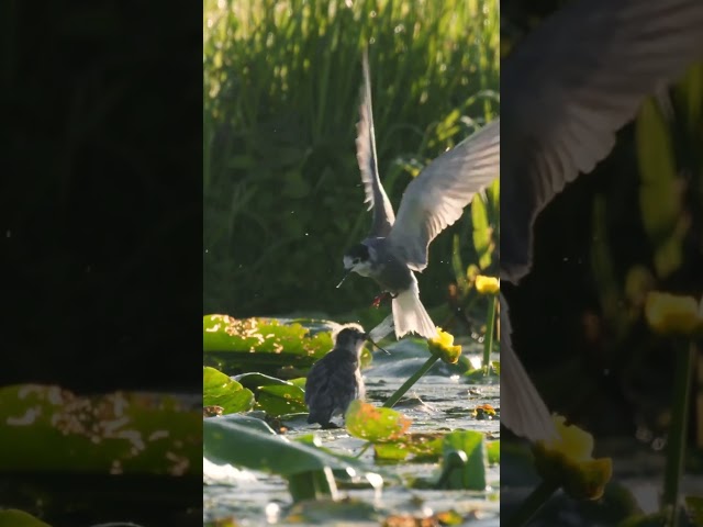 footage of a mother bird feeding her chicks
