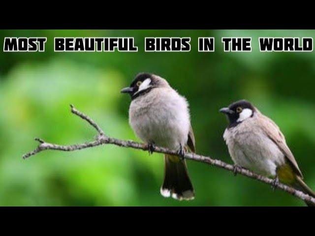 beautiful creature on our planet🌍. Most beautiful birds in world #birds #trending