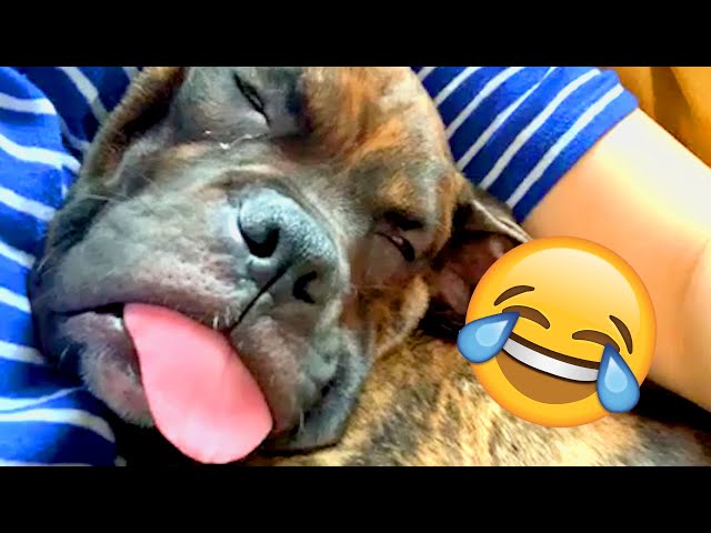 Cute and Funny Pets and Talking Animal Compilation - 2024 - Part 1