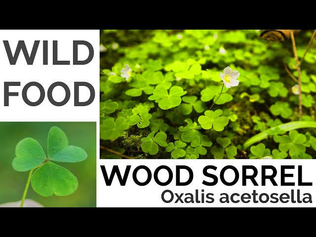 Wood Sorrel Foraging - UK Foraging and Wild Food Guide