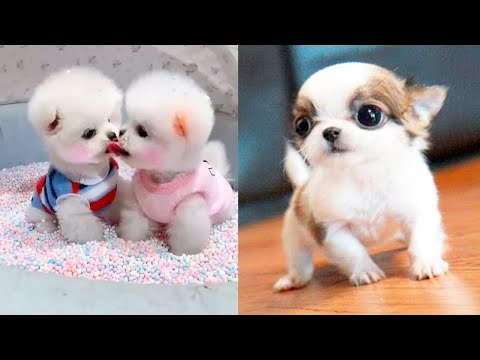 Baby Dogs - Cute Dogs